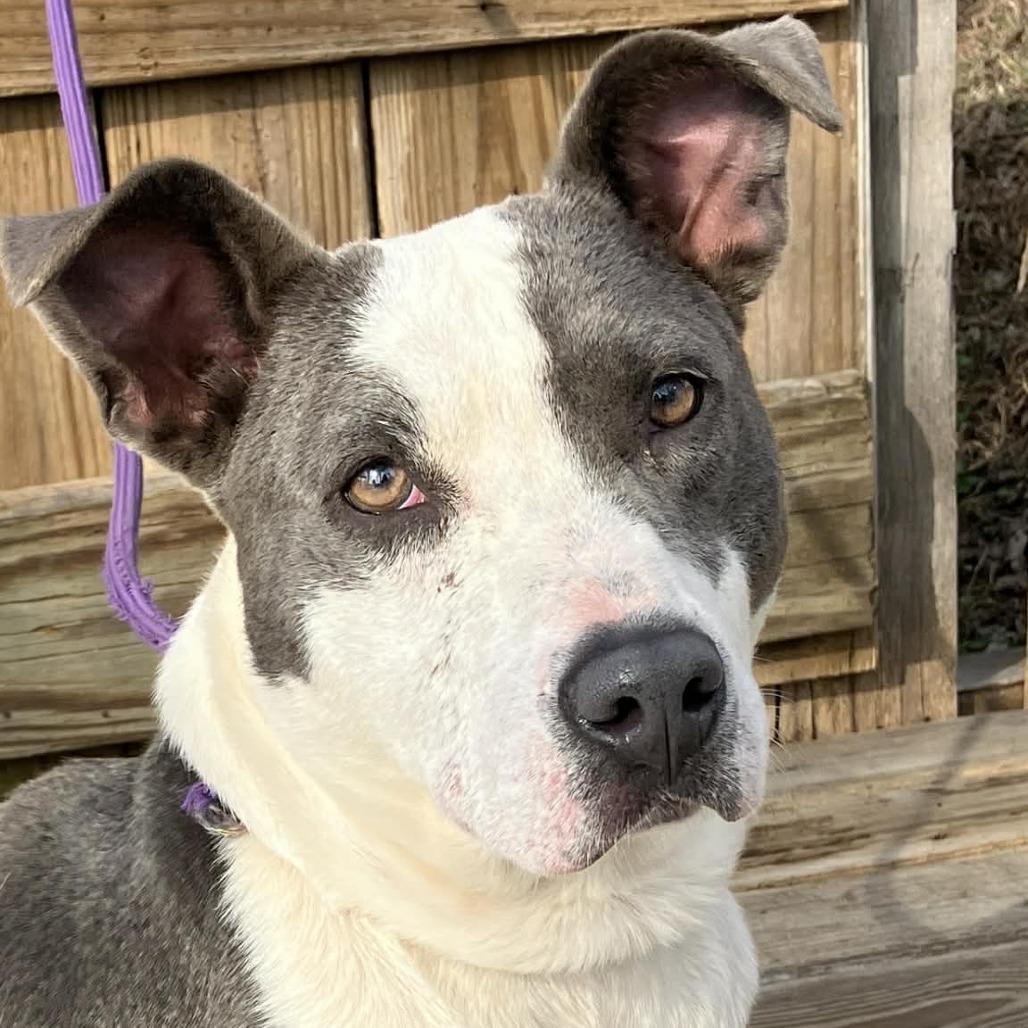 Enlarge Demi, a Adoptable Mixed Breed in Pulaski, TN image 2/3