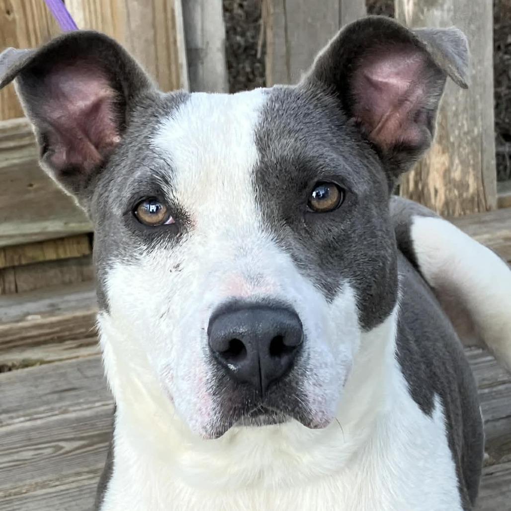 Enlarge Demi, a Adoptable Mixed Breed in Pulaski, TN image 3/3