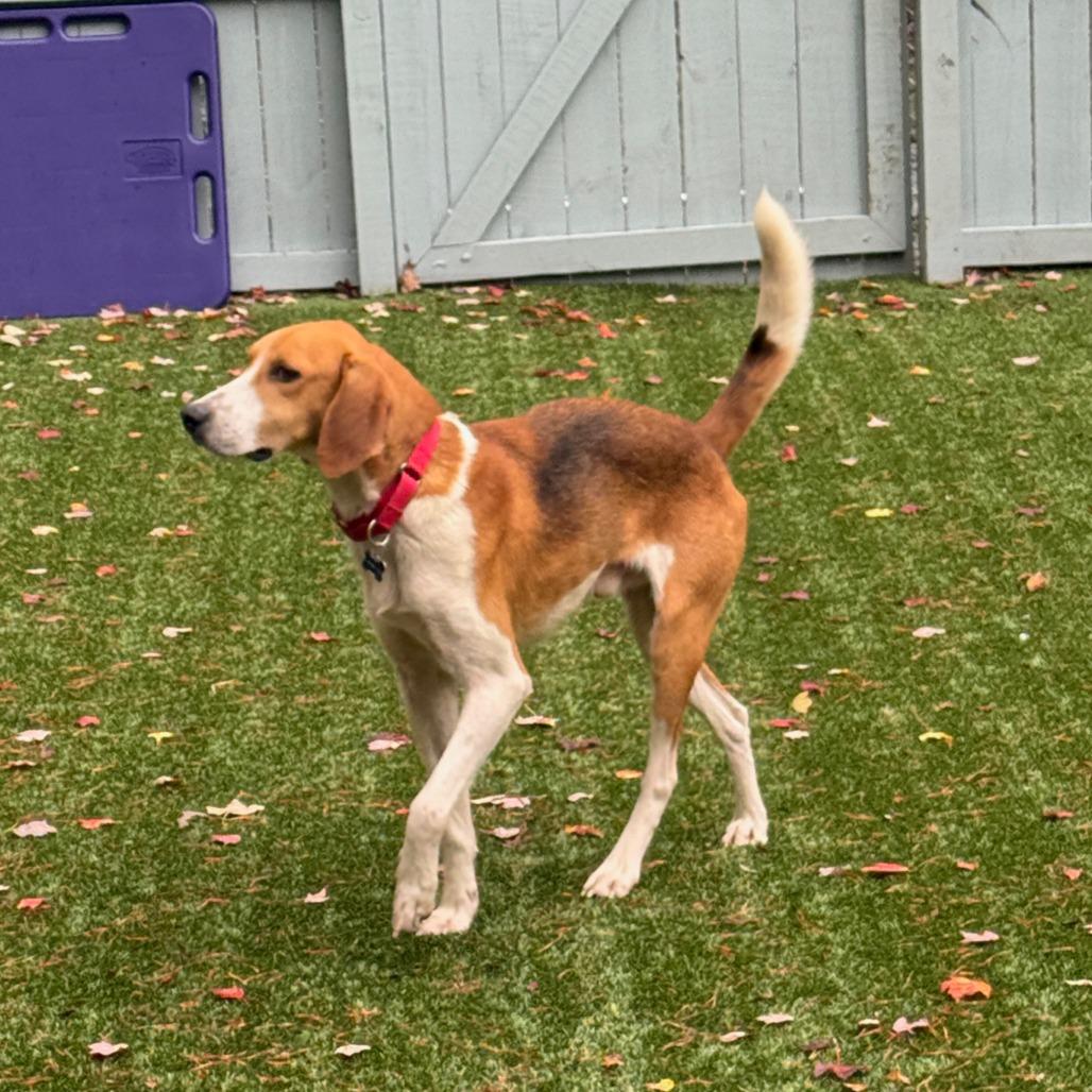 Enlarge Ferrero, a Adoptable Hound in Troy, VA image 3/6