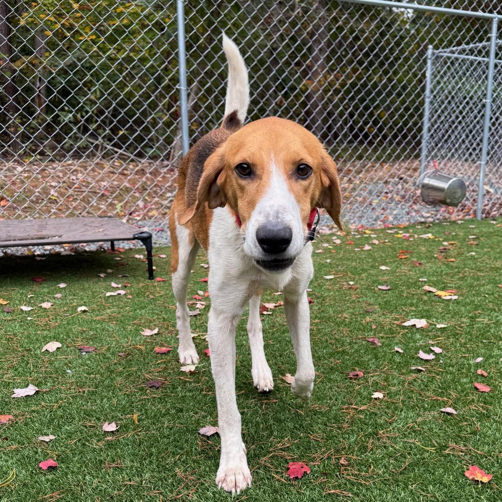 Enlarge Ferrero, a Adoptable Hound in Troy, VA image 4/6