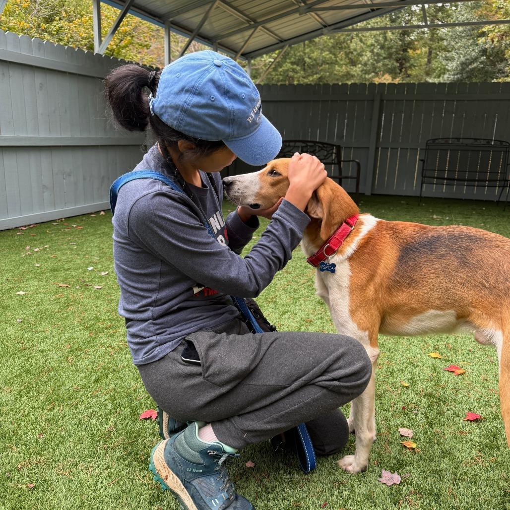 Enlarge Ferrero, a Adoptable Hound in Troy, VA image 5/6