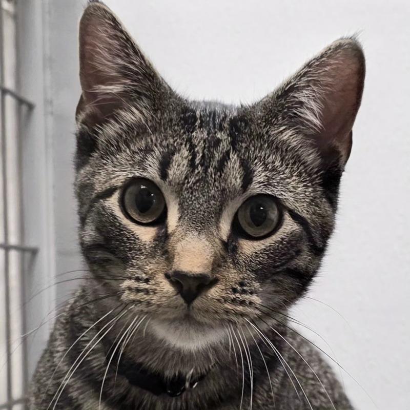 Pringle, Adoptable, Young Male Domestic Short Hair.