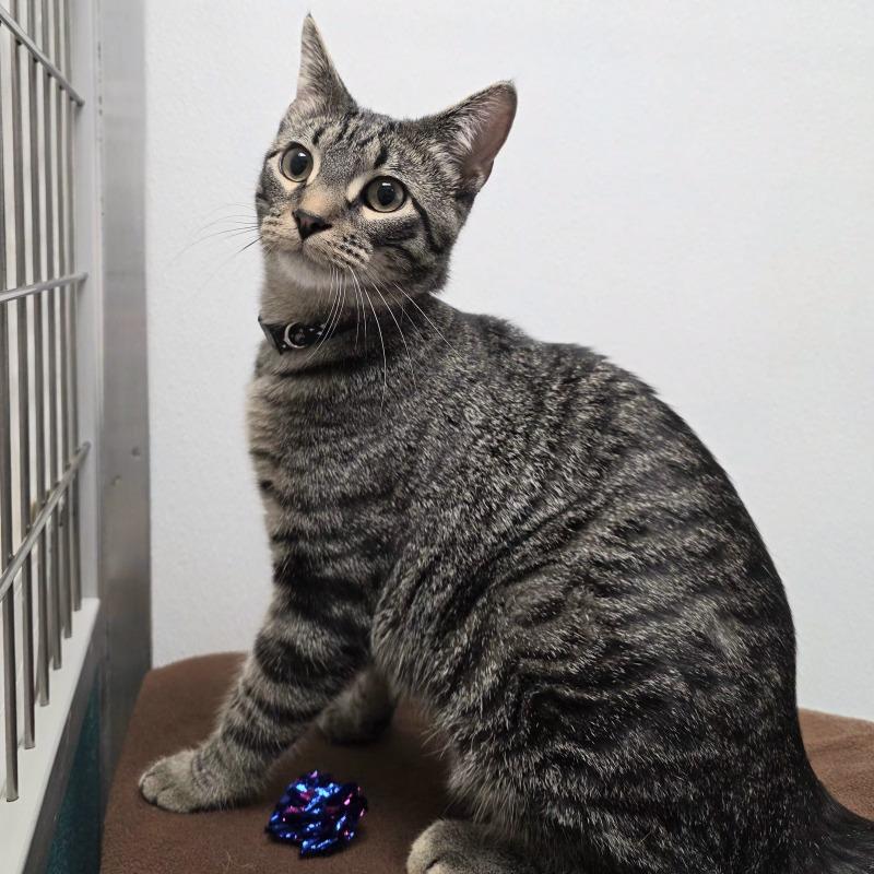 Pringle, a Adoptable Domestic Short Hair in Yankton, SD image 2/4