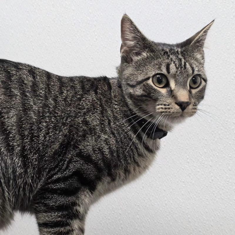 Pringle, a Adoptable Domestic Short Hair in Yankton, SD image 3/4
