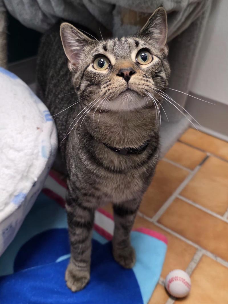 Pringle, a Adoptable Domestic Short Hair in Yankton, SD image 4/4