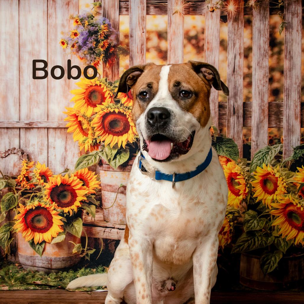 Bobo, Adoptable, Adult Male Boxer.