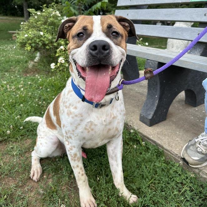 Enlarge Bobo, a Adoptable Boxer in Oak Ridge, TN image 2/6