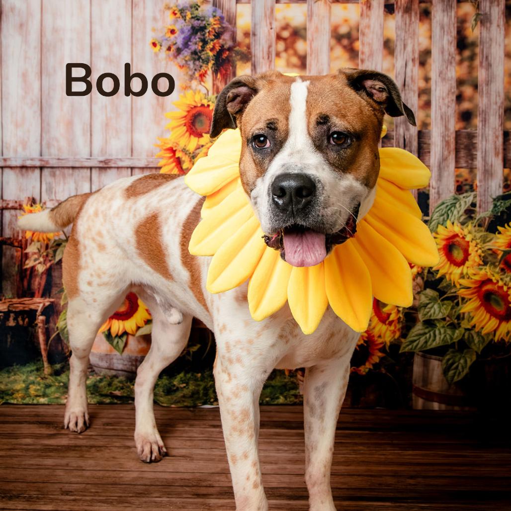 Enlarge Bobo, a Adoptable Boxer in Oak Ridge, TN image 3/6