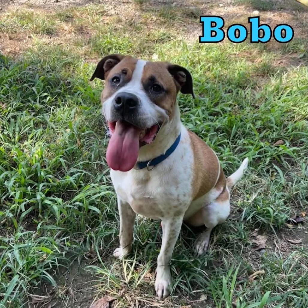 Enlarge Bobo, a Adoptable Boxer in Oak Ridge, TN image 4/6