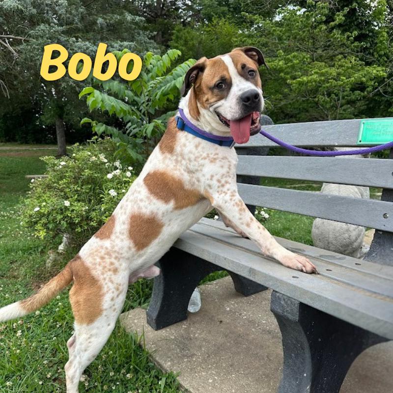 Enlarge Bobo, a Adoptable Boxer in Oak Ridge, TN image 6/6
