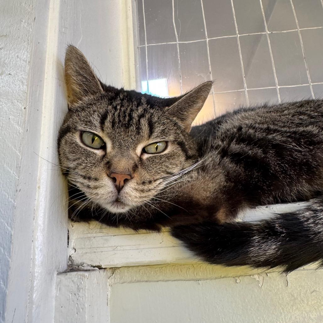 Enlarge Nova DAP, a Adoptable Domestic Short Hair in Denver, CO image 1/6