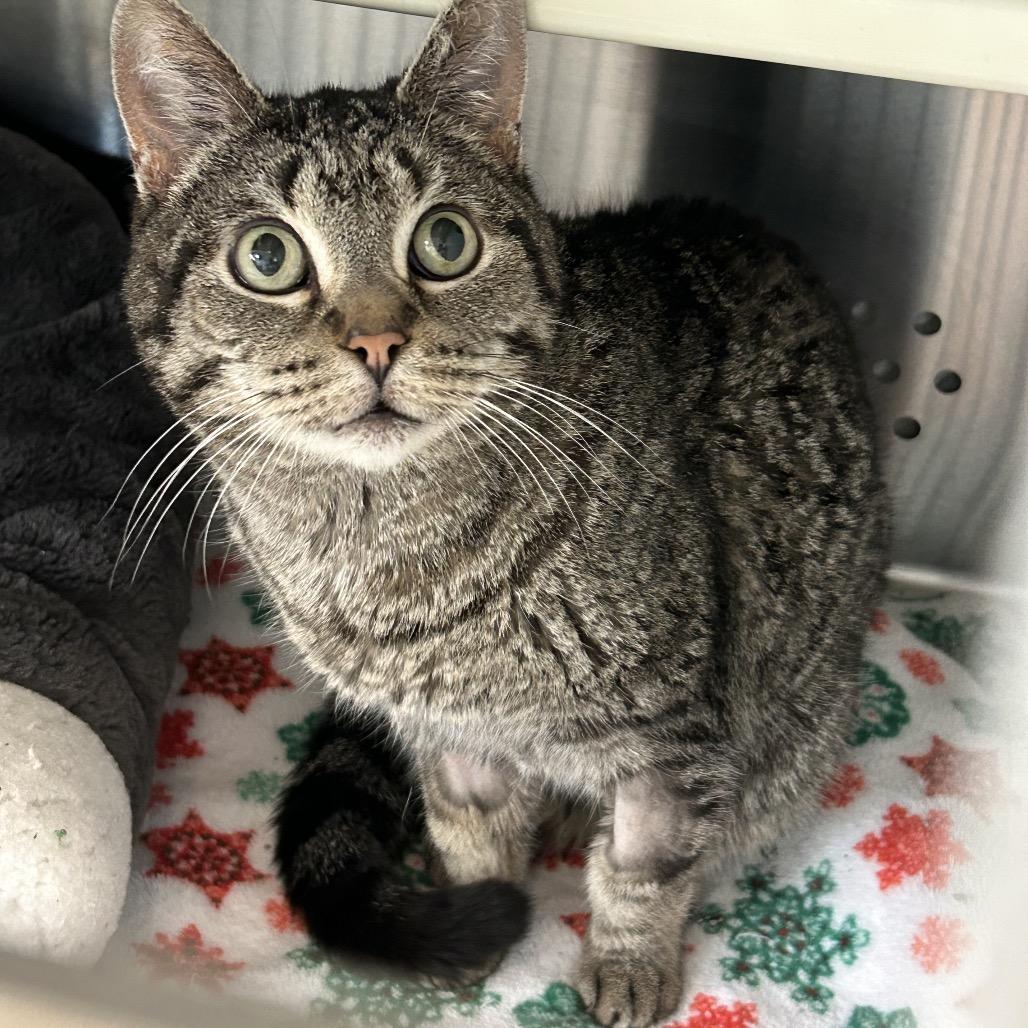 Nova DAP, a Adoptable Domestic Short Hair in Denver, CO image 2/6