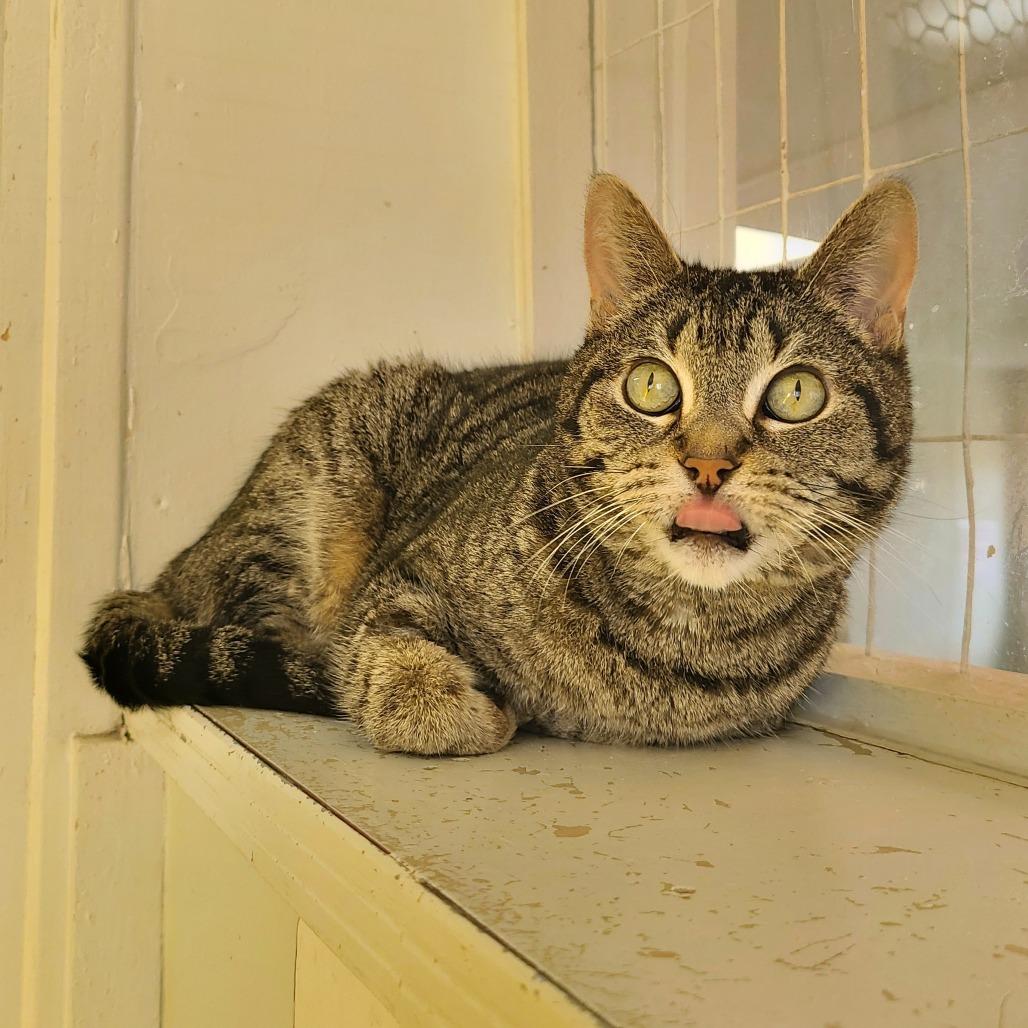 Enlarge Nova DAP, a Adoptable Domestic Short Hair in Denver, CO image 2/6