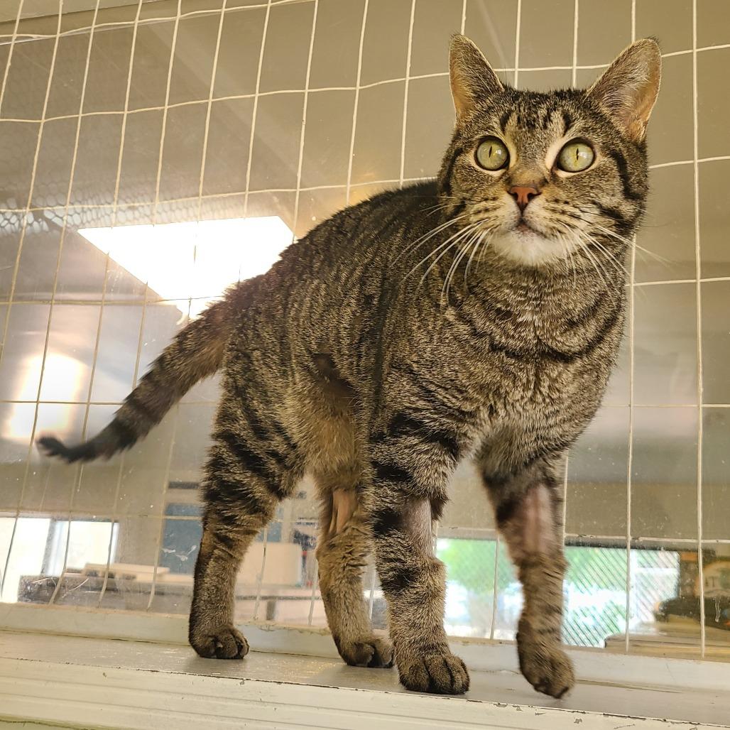 Nova DAP, a Adoptable Domestic Short Hair in Denver, CO image 4/6