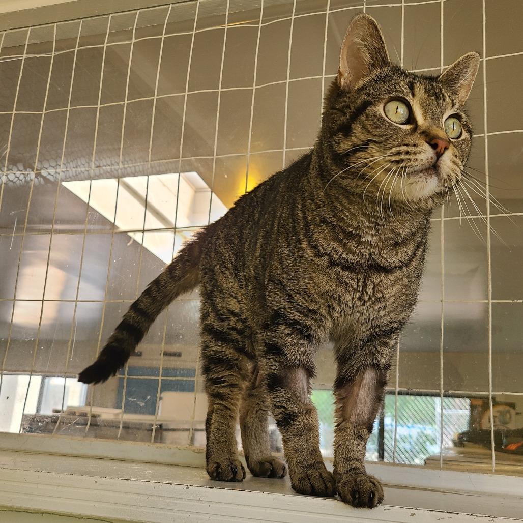 Nova DAP, a Adoptable Domestic Short Hair in Denver, CO image 5/6