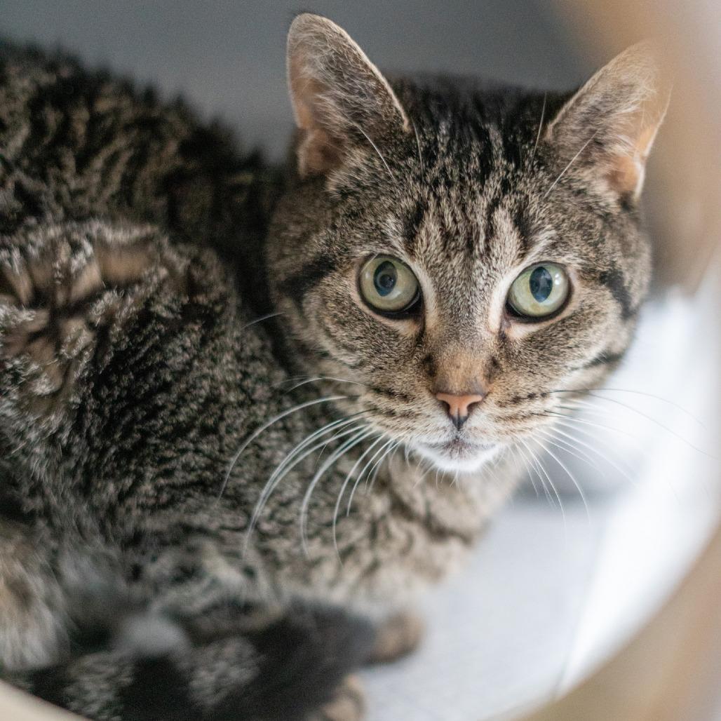 Nova DAP, a Adoptable Domestic Short Hair in Denver, CO image 6/6