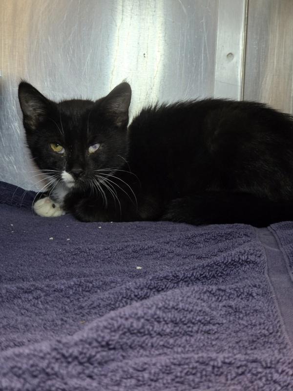 Enlarge Progresso, a Adoptable mixed breed in Millersville, MD image 1/1