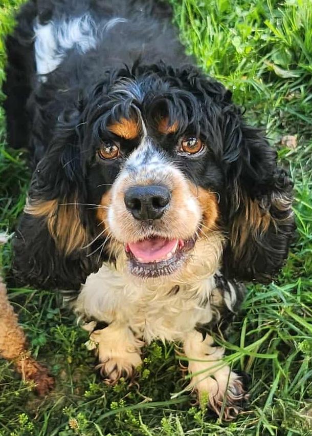 Zena