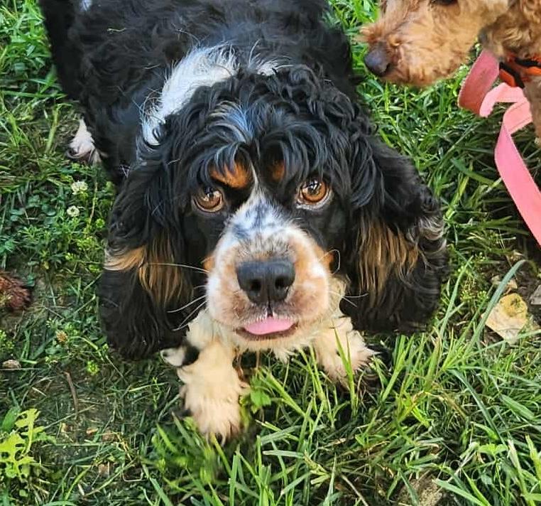 Zena