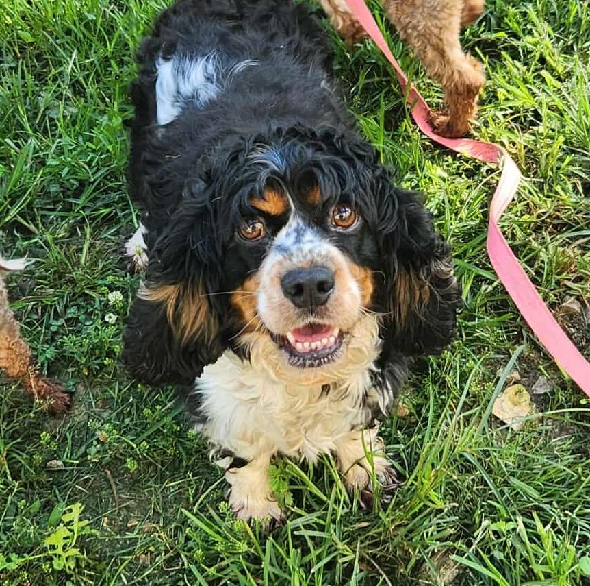 Zena
