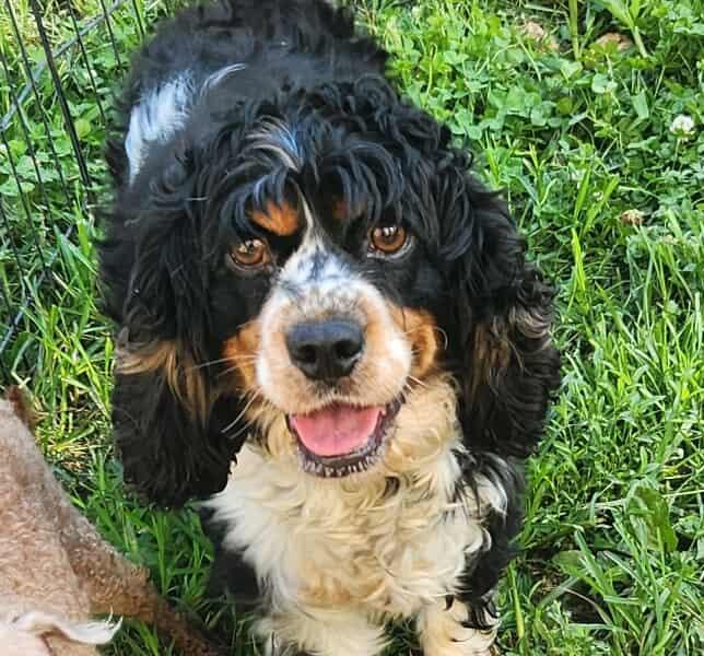 Zena