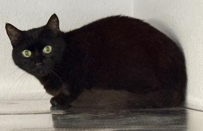 Karina, Adoptable, Senior Female Domestic Short Hair & Domestic Short Hair.