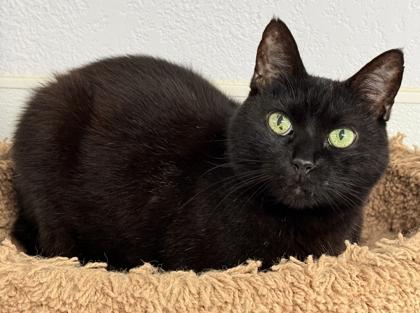 Karina, Adoptable, Senior Female Domestic Short Hair & Domestic Short Hair.
