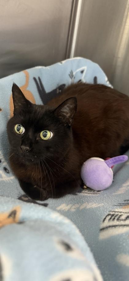 Karina, a Adoptable mixed breed in Venice, FL image 2/3