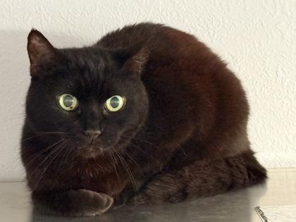 Enlarge Karina, a Adoptable mixed breed in Venice, FL image 2/2