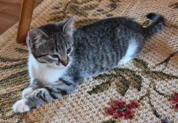 Salamanca and Douro, a ADOPTABLE Domestic Short Hair in Anchorage, AK image 2/2