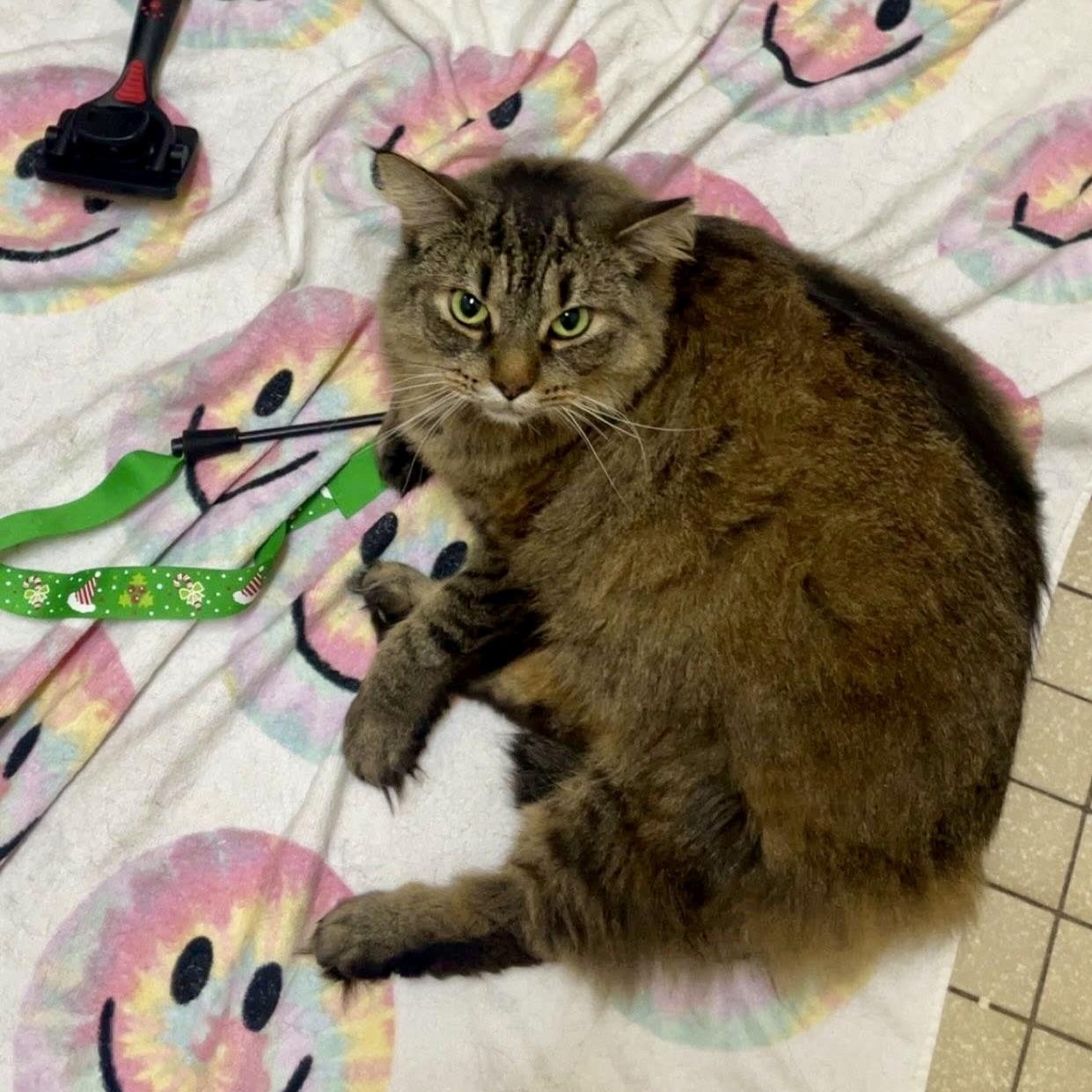 Enlarge Sundae, a ADOPTABLE mixed breed in Chicago, IL image 5/6