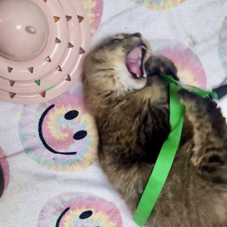 Enlarge Sundae, a ADOPTABLE mixed breed in Chicago, IL image 6/6