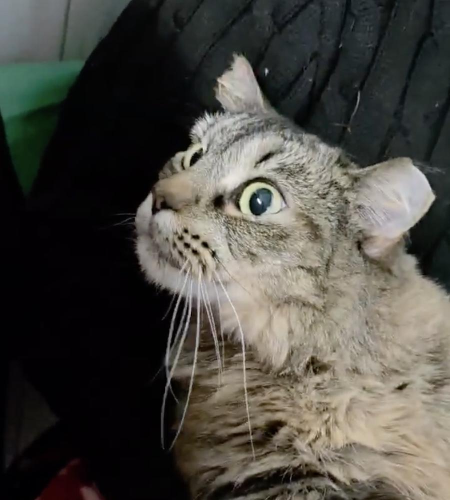 Enlarge Sundae, a ADOPTABLE mixed breed in Chicago, IL image 5/6