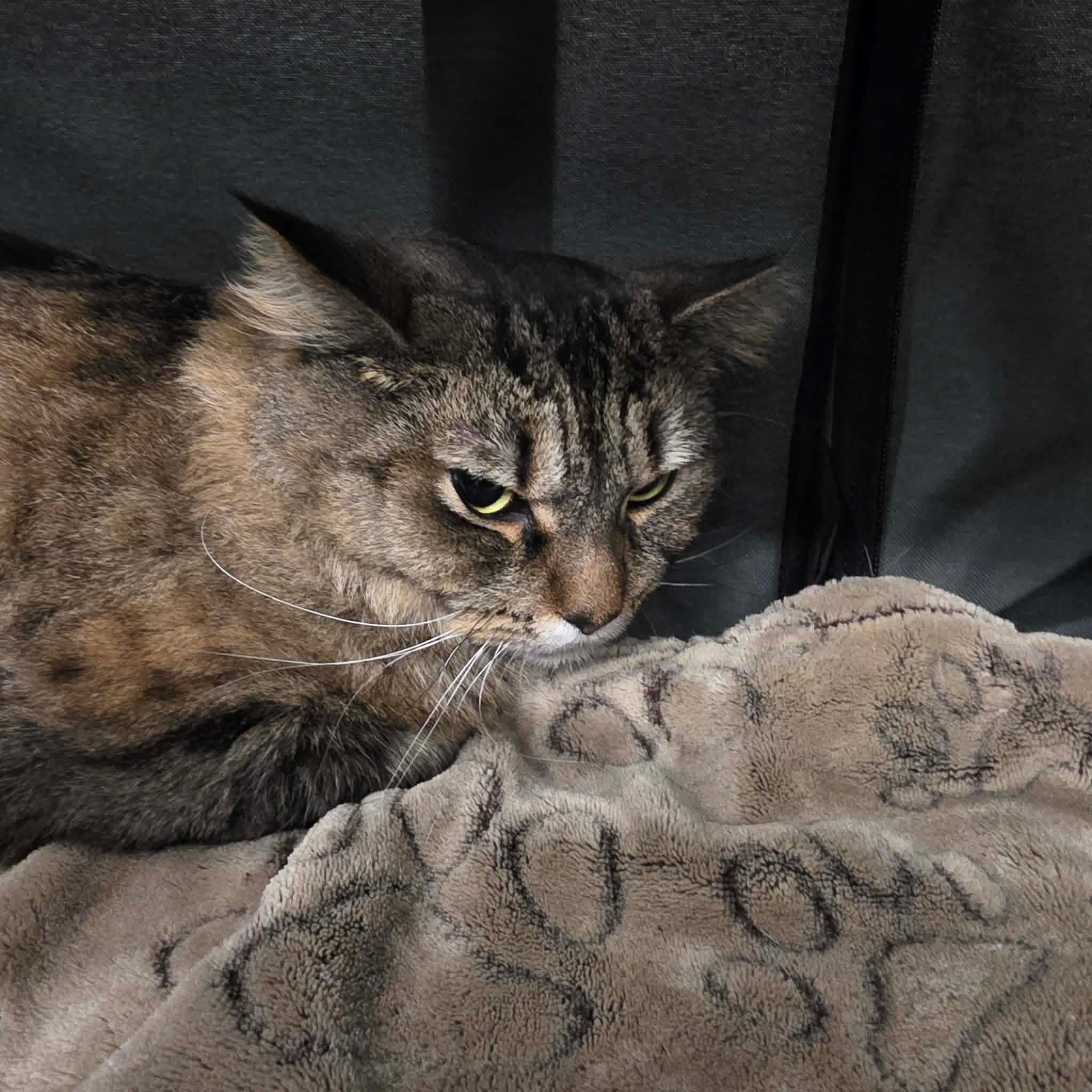 Enlarge Sundae, a ADOPTABLE mixed breed in Chicago, IL image 4/6