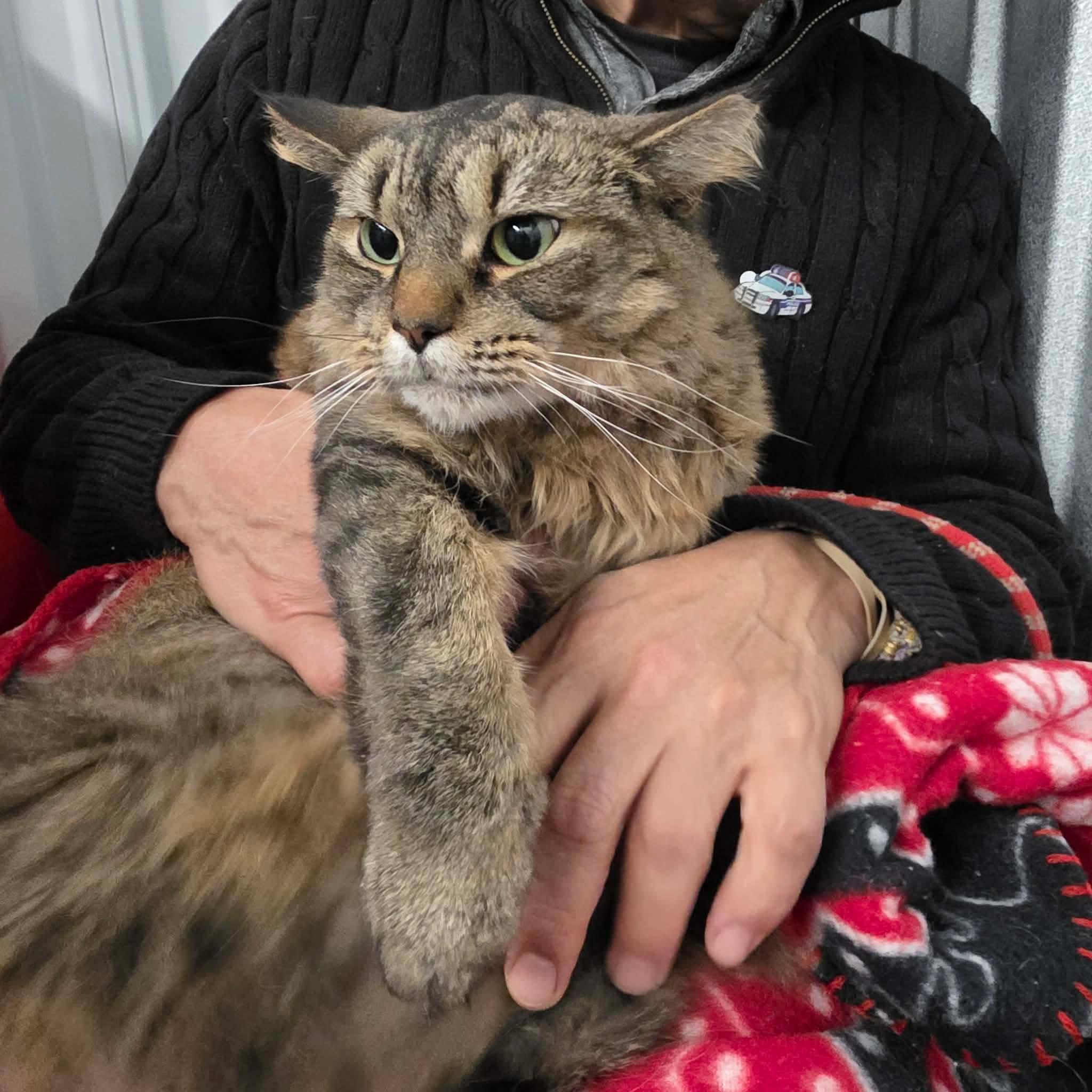 Enlarge Sundae, a ADOPTABLE mixed breed in Chicago, IL image 1/6