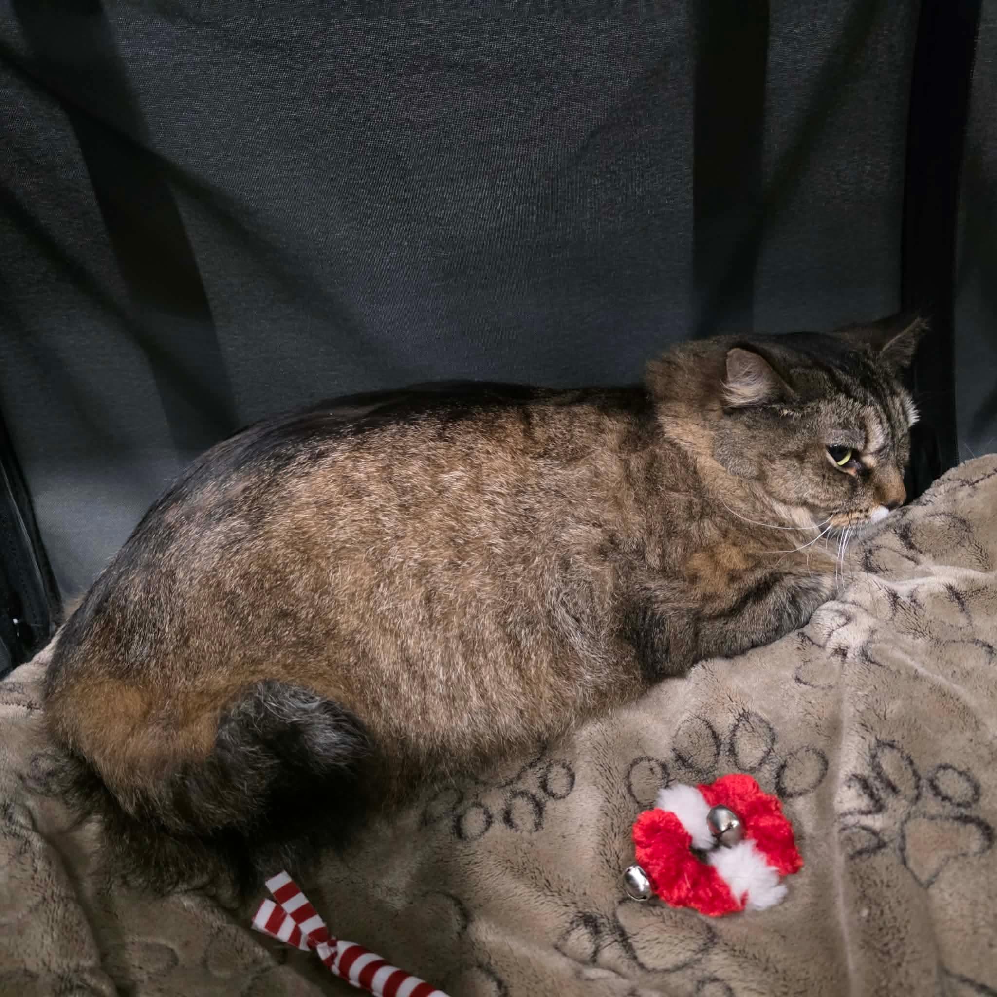 Enlarge Sundae, a ADOPTABLE mixed breed in Chicago, IL image 3/6