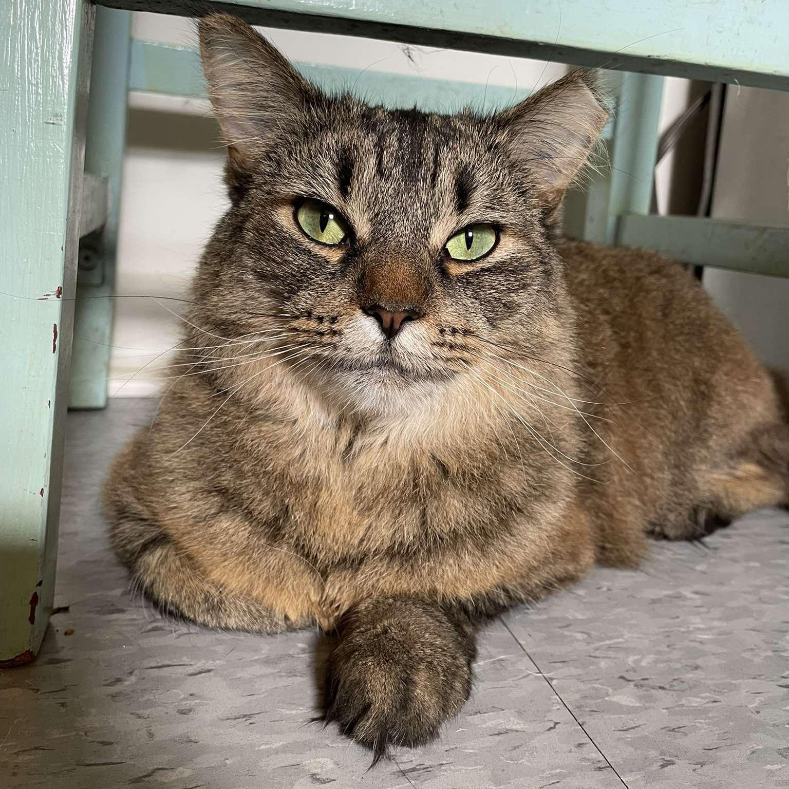 Enlarge Sundae, a ADOPTABLE mixed breed in Chicago, IL image 1/6