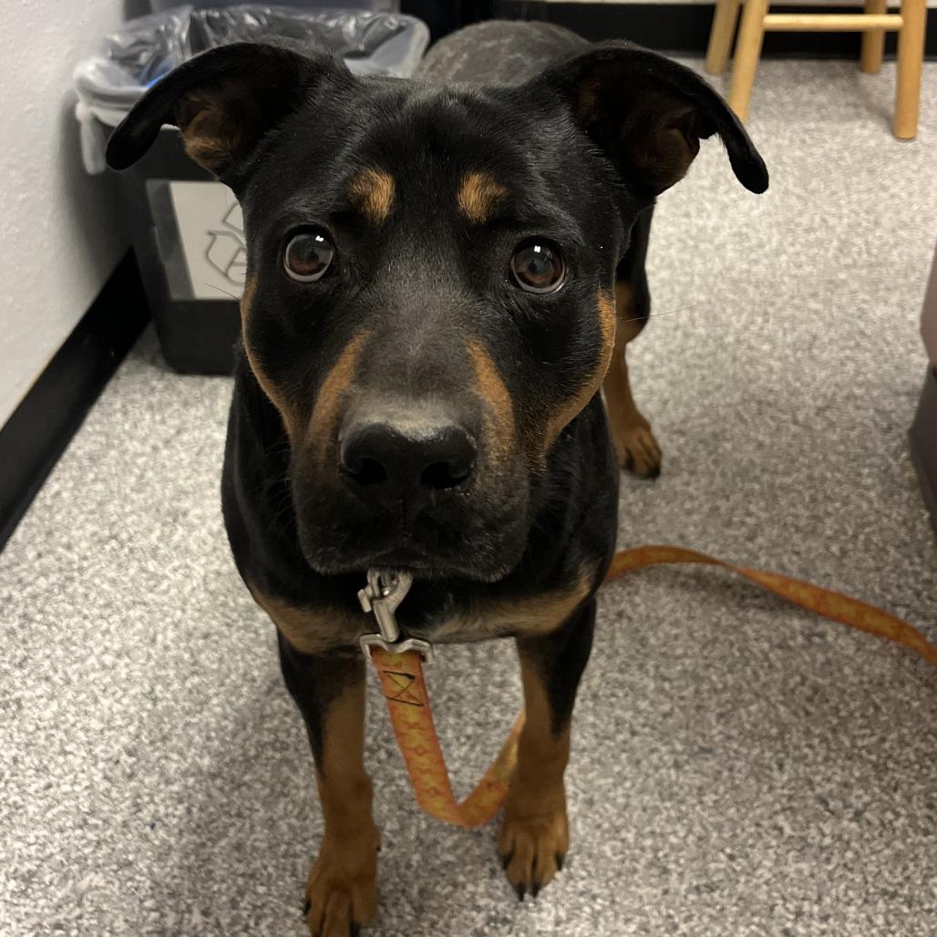 Jagger, Adoptable, Adult Male Rottweiler.