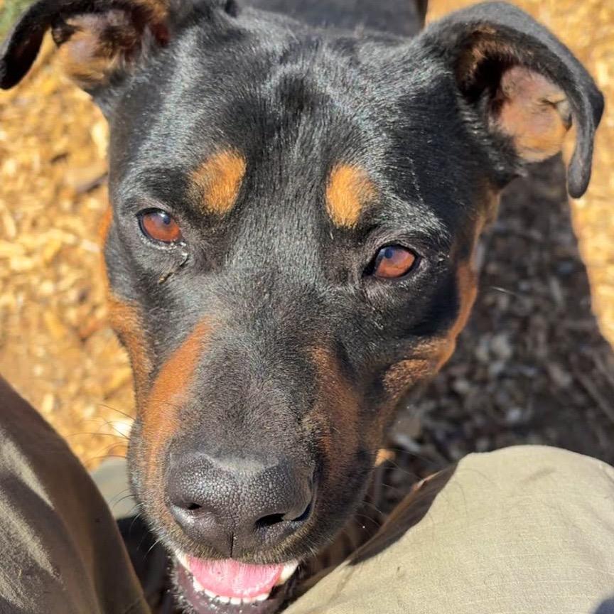 Enlarge Jagger, a Adoptable Rottweiler in Taos, NM image 2/2