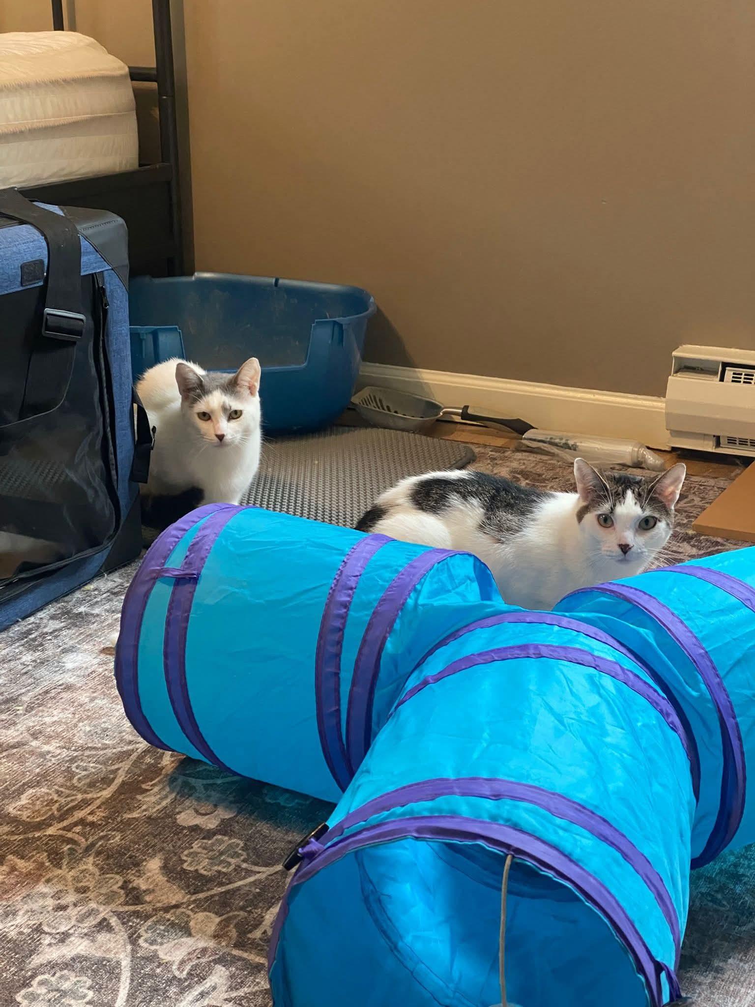 Enlarge Ivory and Tiny, a Adoptable Turkish Van in Hoboken, NJ image 4/6