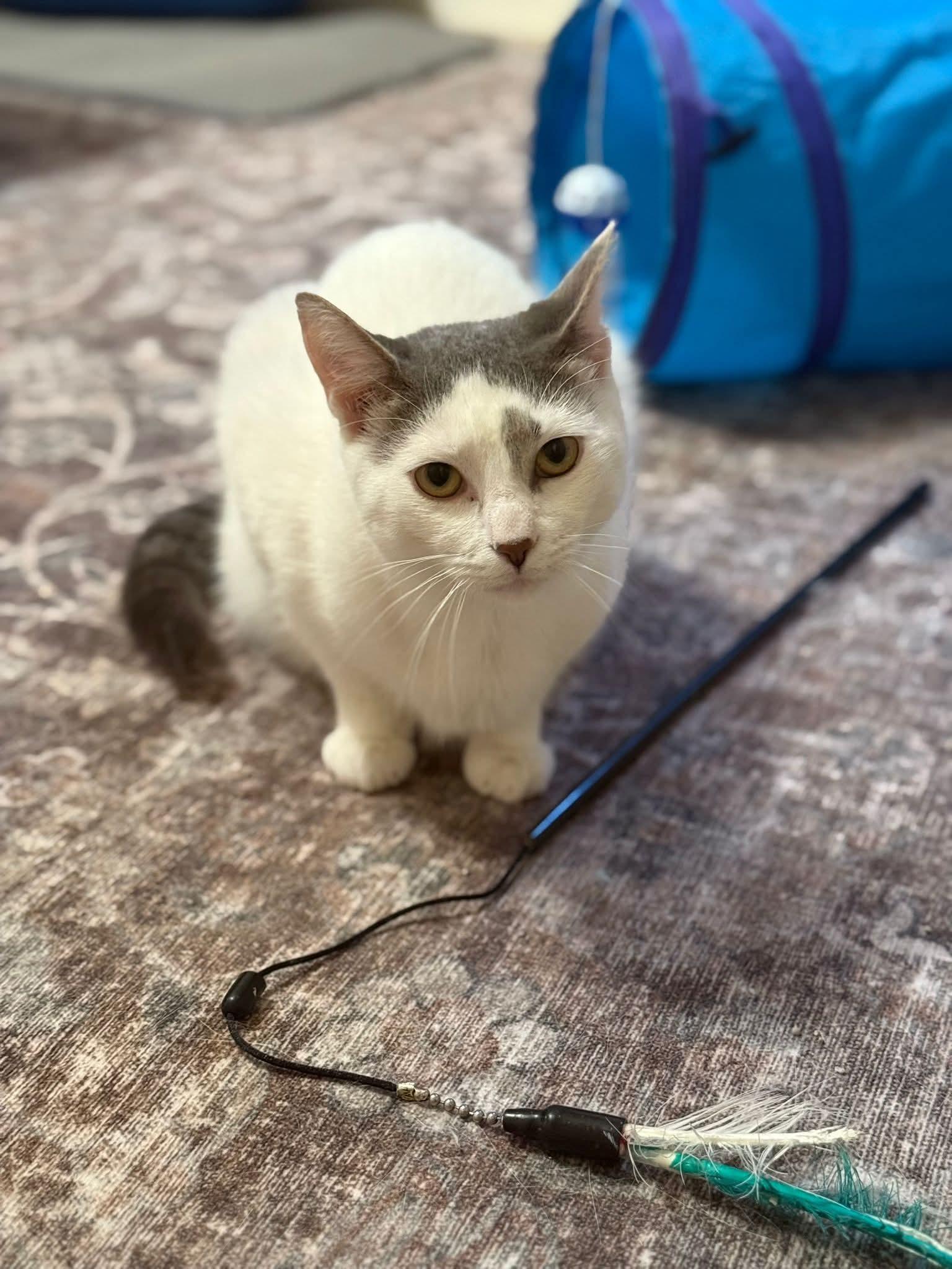 Enlarge Ivory and Tiny, a Adoptable Turkish Van in Hoboken, NJ image 2/6