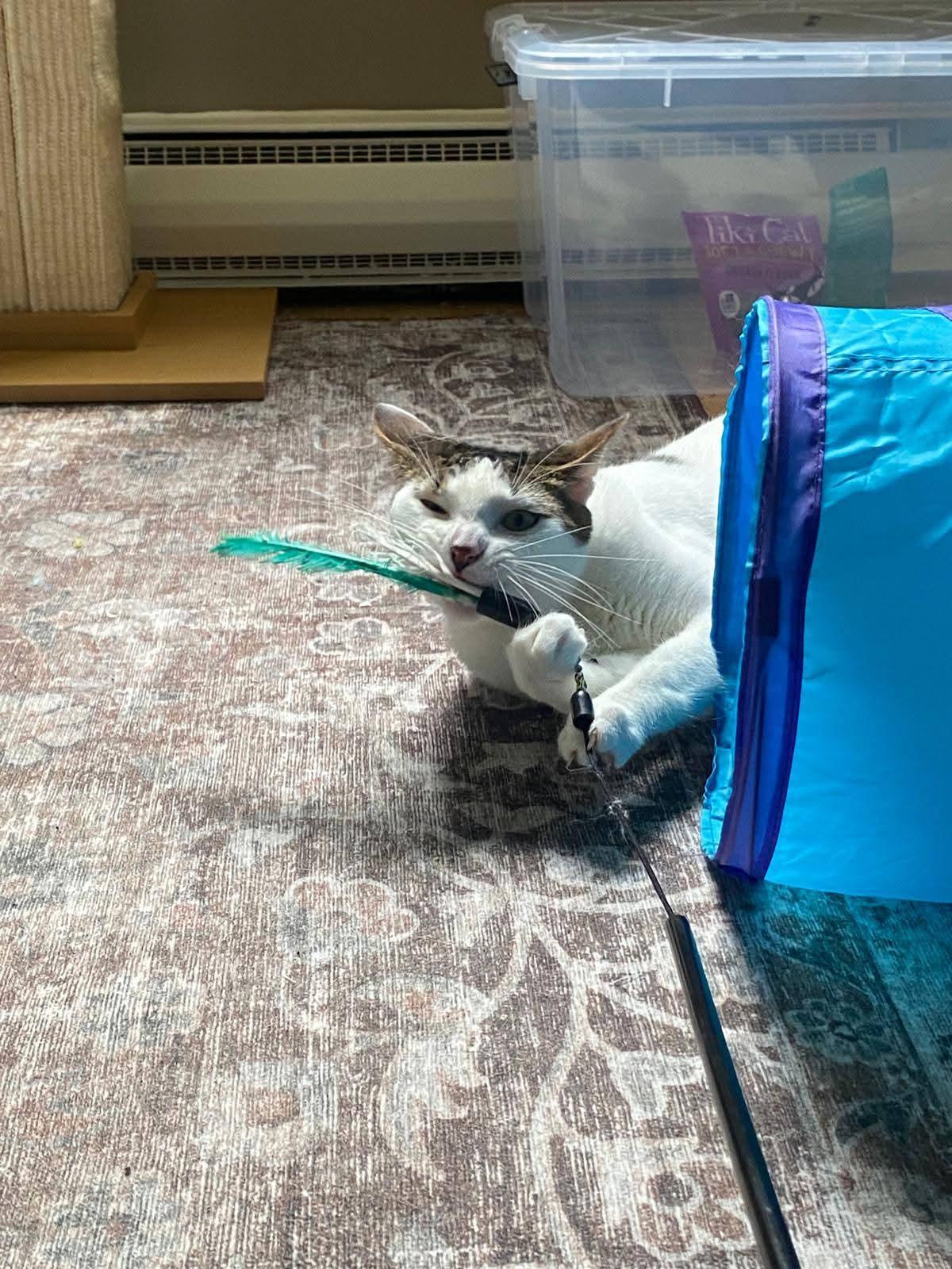 Enlarge Ivory and Tiny, a Adoptable Turkish Van in Hoboken, NJ image 3/6