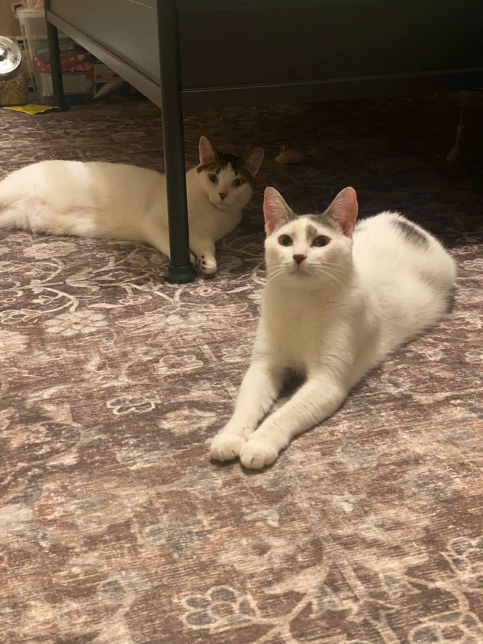 Ivory And Tiny thumbnail 5