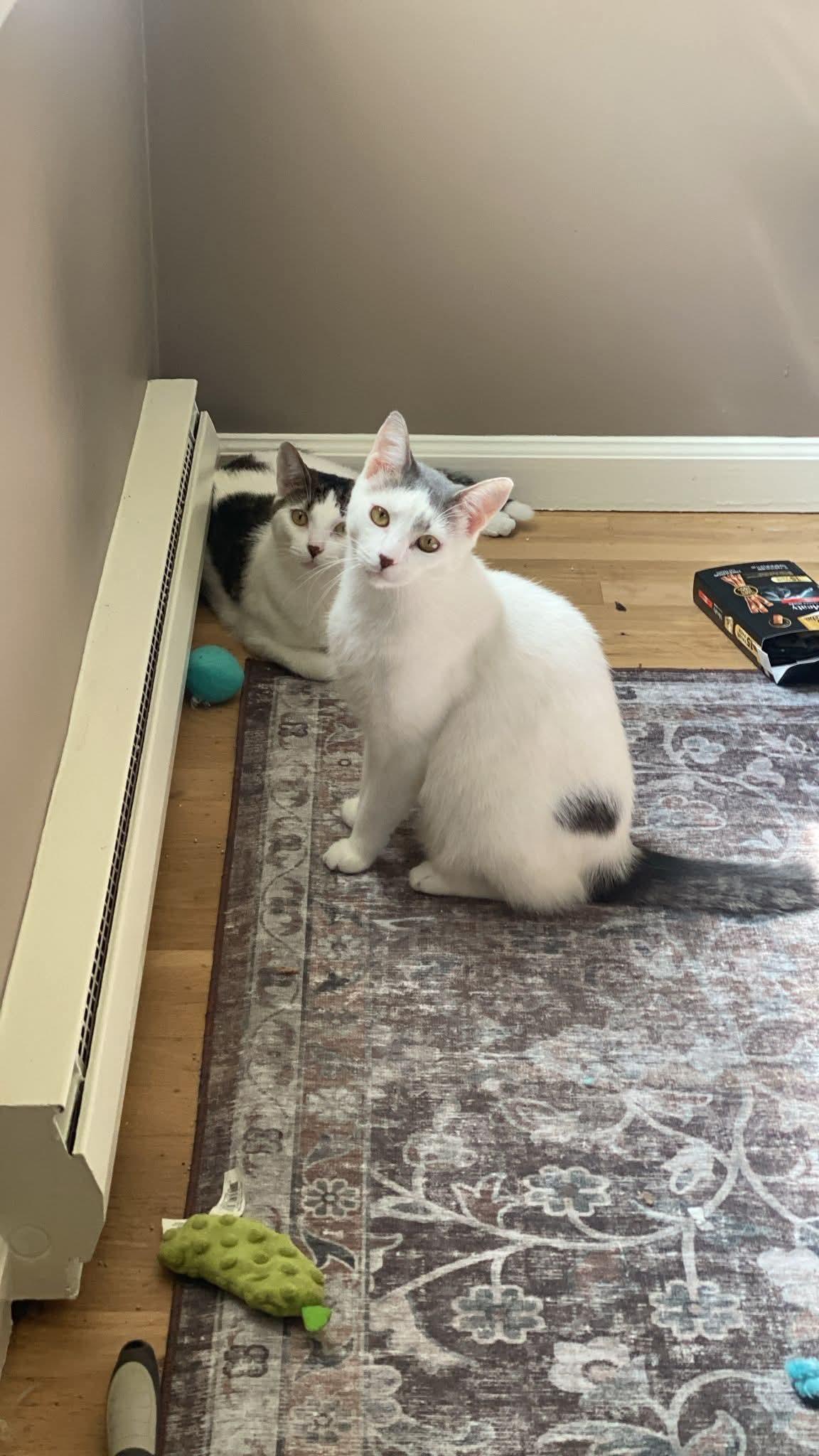 Ivory And Tiny thumbnail 6