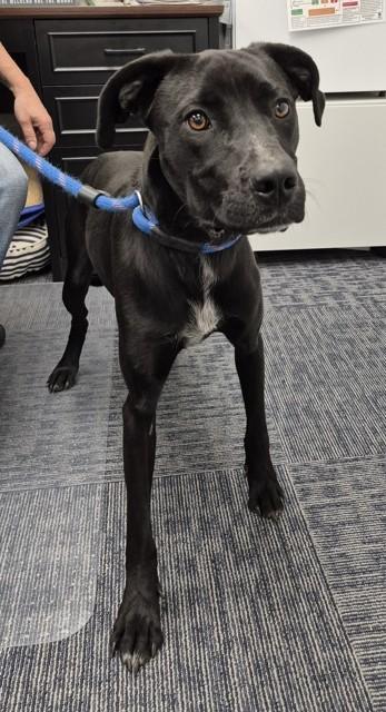 Oro, Adoptable, Young Male Pit Bull Terrier.