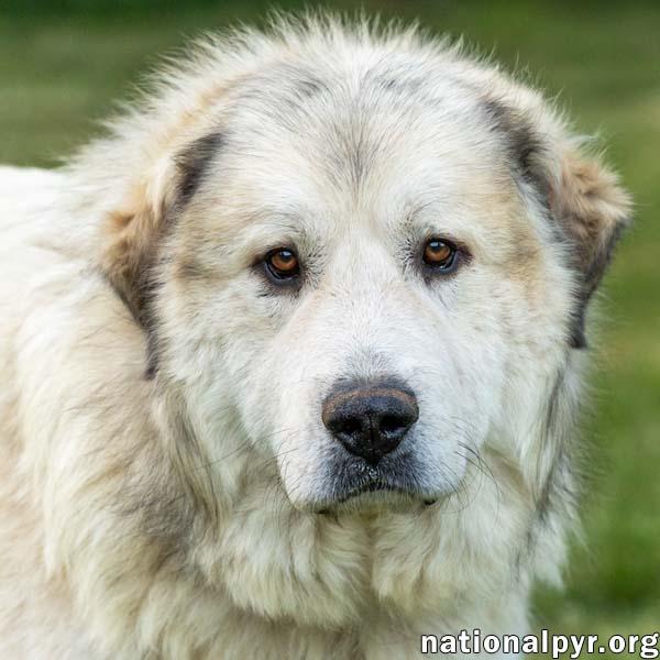 Enlarge Jake in TN - A Laid-back Guy, a Adopted Great Pyrenees in Lebanon, TN image 1/4