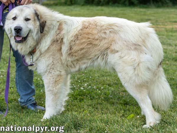 Enlarge Jake in TN - A Laid-back Guy, a Adopted Great Pyrenees in Lebanon, TN image 3/4