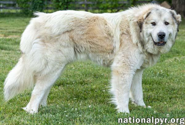 Enlarge Jake in TN - A Laid-back Guy, a Adopted Great Pyrenees in Lebanon, TN image 2/4
