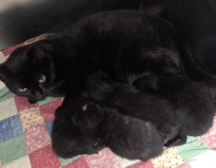 Peach, Adoptable, Adult Female Domestic Short Hair & Domestic Short Hair.