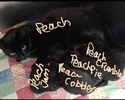 Peach, a Adoptable mixed breed in Simcoe, ON image 3/3